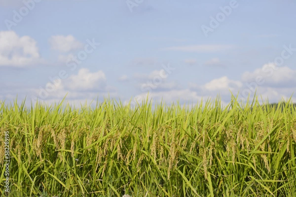 Fototapeta 秋の青空と稲