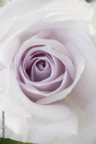 Fototapeta クローズアップされた薄紫色の薔薇