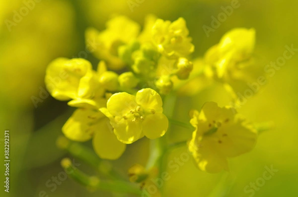 Fototapeta 菜の花