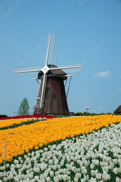 Fototapeta 風車とチューリップ畑