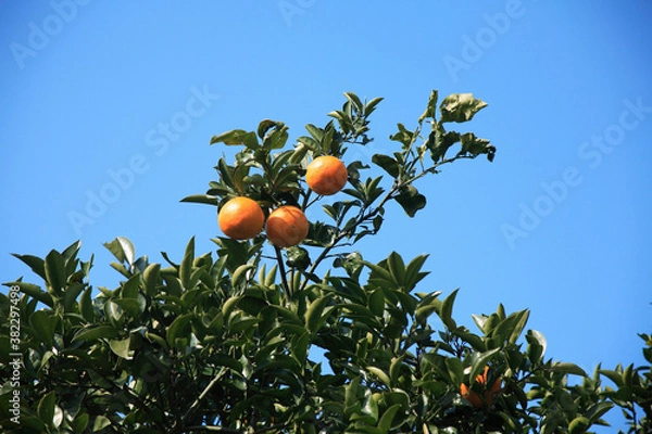 Fototapeta みかん