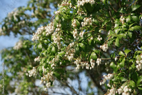 Fototapeta アセビの花