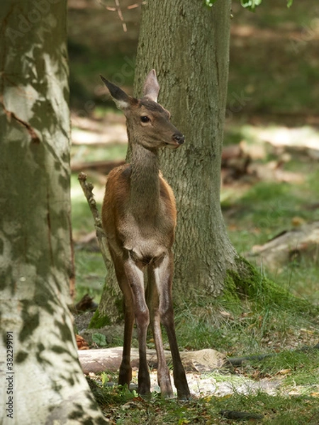 Fototapeta Red deer (Cervus elaphus)