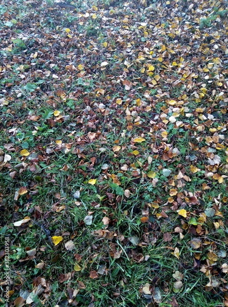 Fototapeta tea leaves