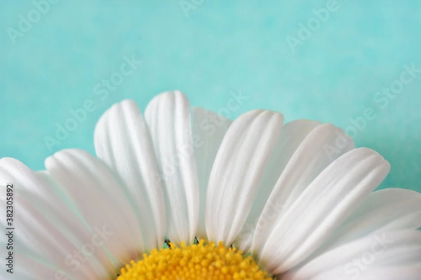 Obraz Daisy flower on a green background