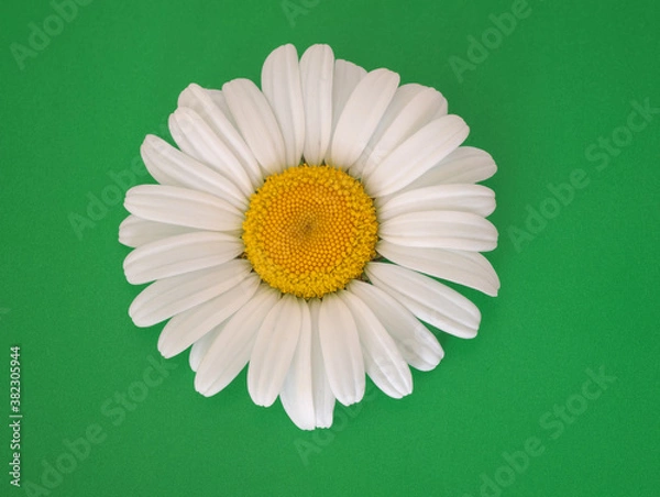 Obraz Daisy flower on a green background.