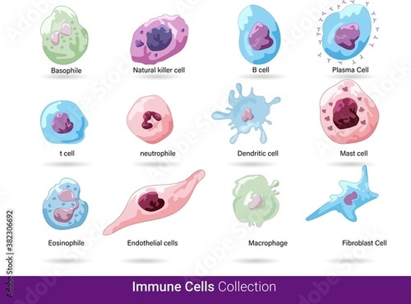 Obraz Cells of the innate and adaptive immune system, Natural killer, dendritic, B and  T cell, Basophil, neutrophil, plasma, macrophage, basophile, eosinophils,  dendritic cell, mast cell vector eps.