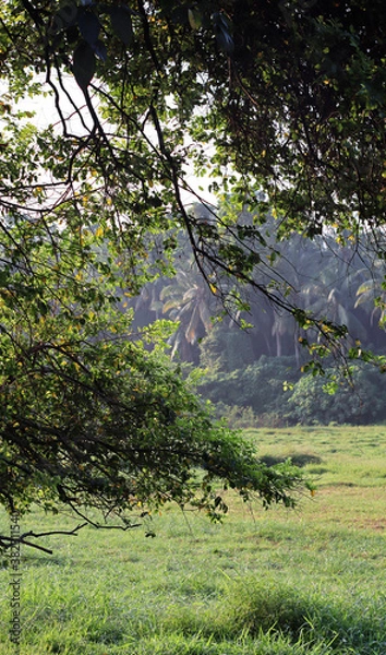 Obraz tree branch with field background