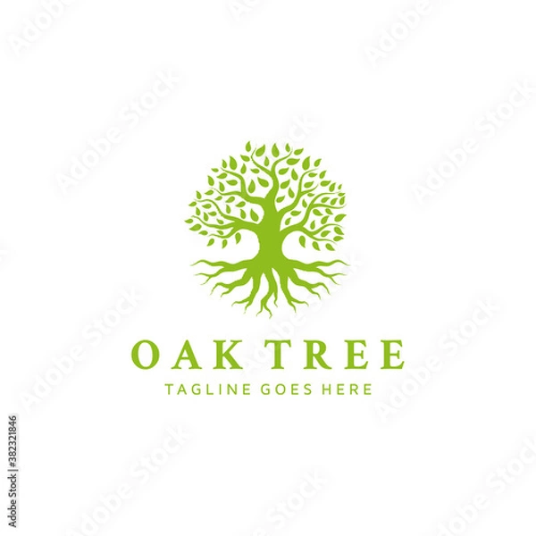 Fototapeta Oak Banyan tree logo design. Tree of life logo design inspiration
