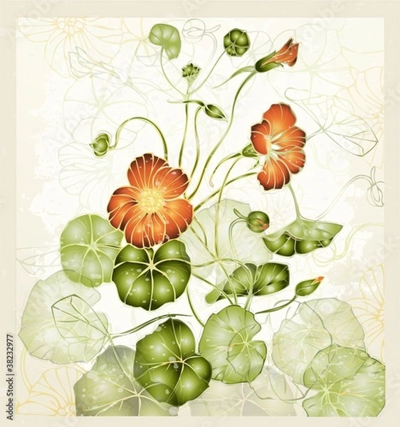 Fototapeta Greeting card with nasturtium