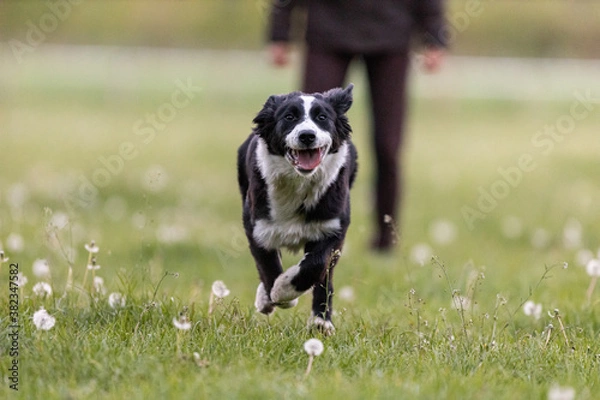 Fototapeta Border Collie Welpe mit Frau im Hintergrund