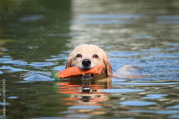 Fototapeta yellow mix breed dog is swimming in the water. She is really good swimmer.