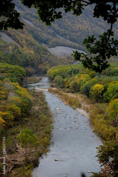 Obraz river in the forest