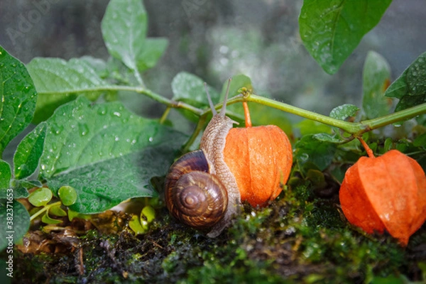Fototapeta Large brown snail crawling on a branch with leaves and orange physalis berries with green moss close-up, blurry background with a soft selected focus, gardening concept, macroworld, pests, macro art