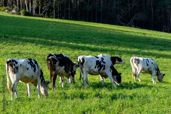 Fototapeta group of holstein cows in pasture