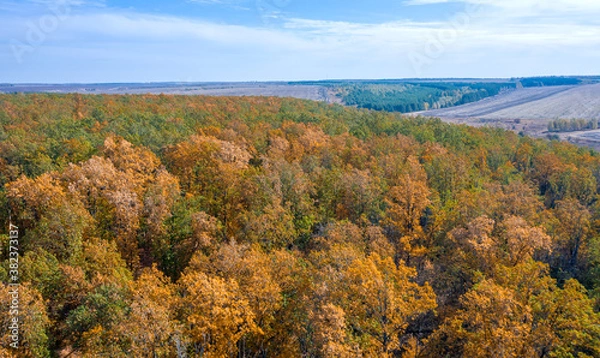 Fototapeta top view of the colorful autumn forest growing on the hill