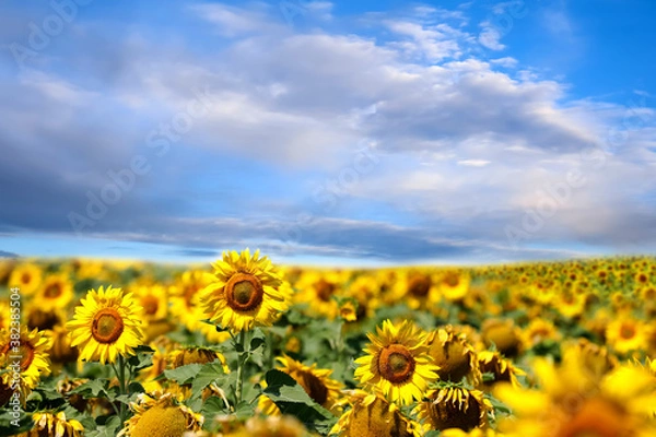 Fototapeta Beautiful sunflower field under blue sky with clouds