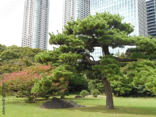 Fototapeta 秋の日本庭園（東京）