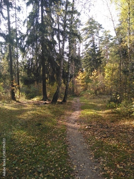Obraz path in autumn forest
