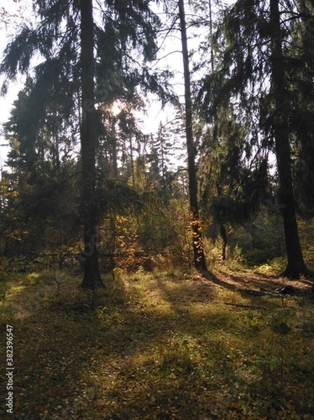 Obraz forest in autumn