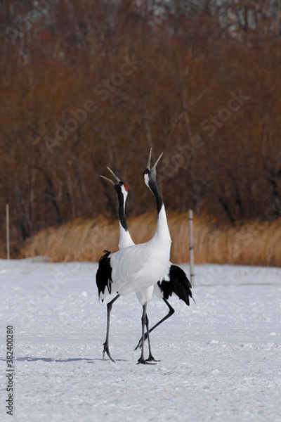 Fototapeta Crane's voice