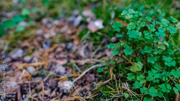 Obraz shamrocks in the forest