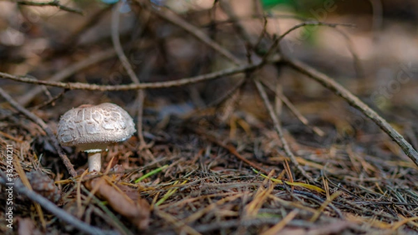 Obraz mushroom in the forest