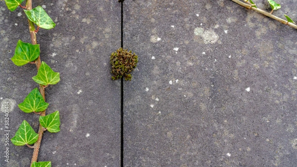 Obraz ivy on the wall