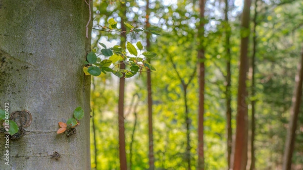 Obraz autumn in the forest