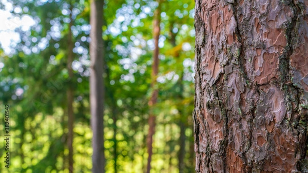 Obraz tree in the forest