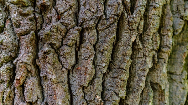 Obraz bark of a tree