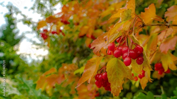 Obraz Berrys in autumn