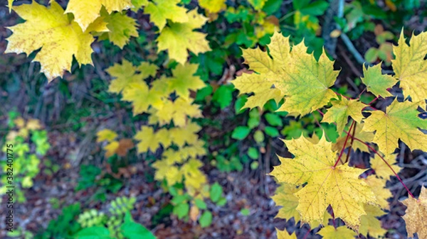 Obraz autumn leaves background