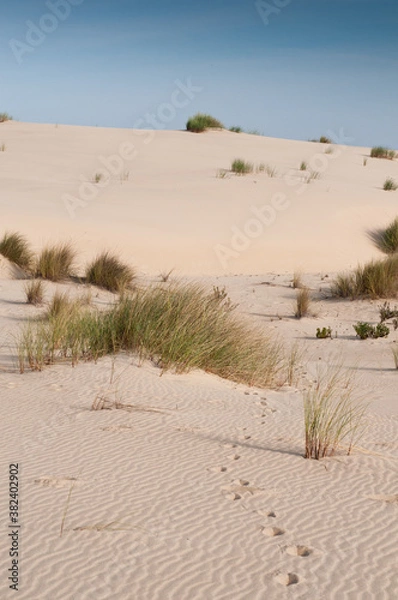 Obraz Duna con huellas