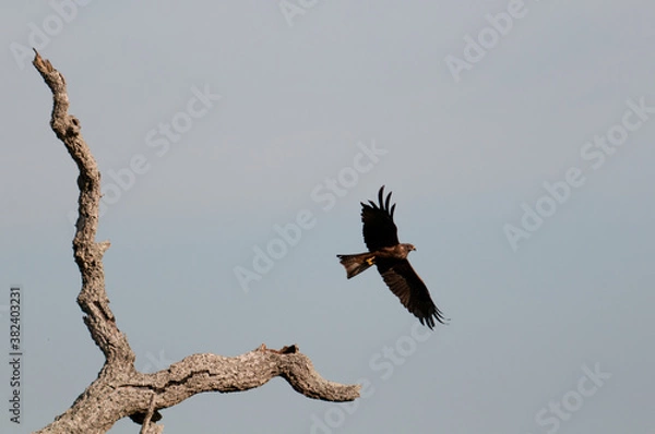 Obraz Milano Negro Despegando