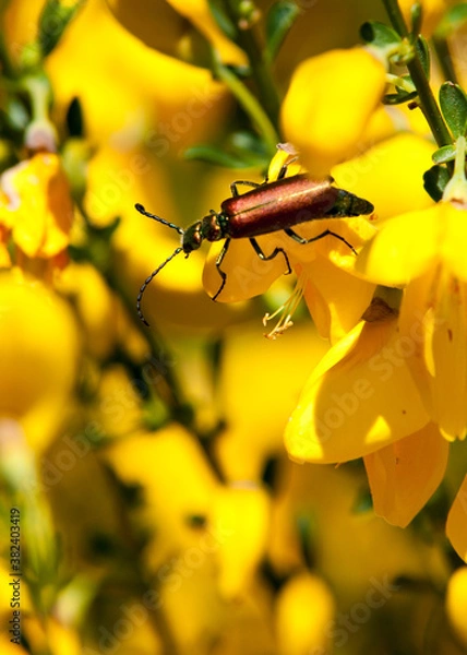 Obraz Insecto en flor amarilla
