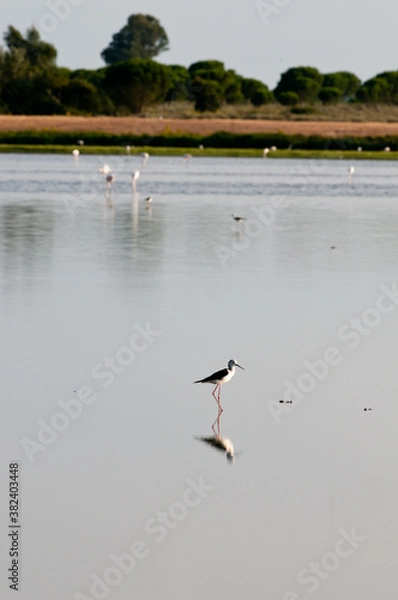 Obraz Pajaros en la marisma