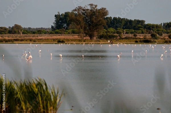 Obraz Marisma con aves
