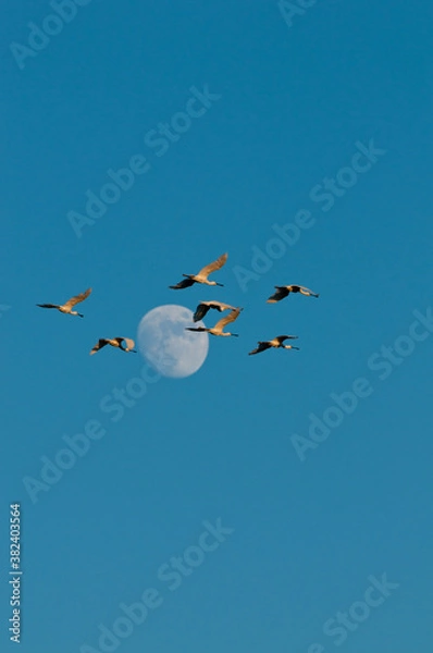 Obraz Pajaros con luna llena