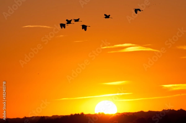 Obraz Pajaros volando al amanecer 