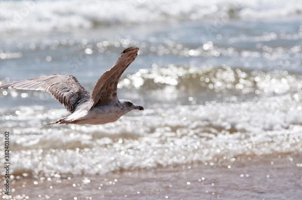 Obraz Gaviota volando