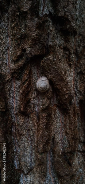 Obraz Snail on tree bark