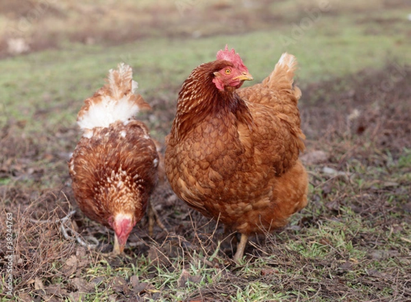 Obraz Chicken in farm.