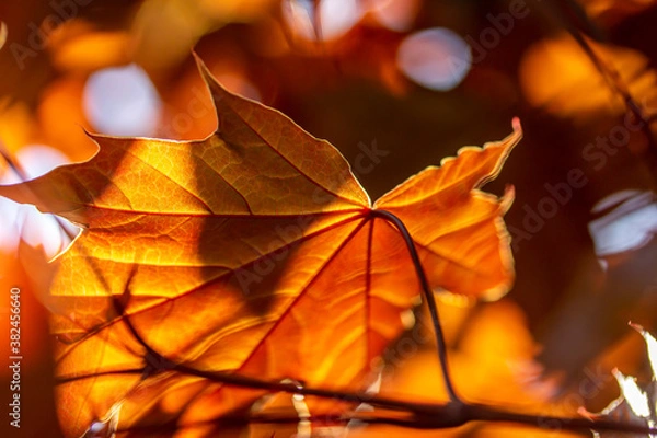 Fototapeta Maple leaf whispers