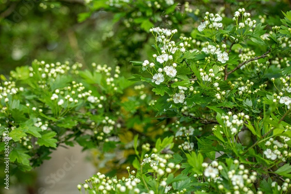 Obraz Flowers and leaves wall. Background 