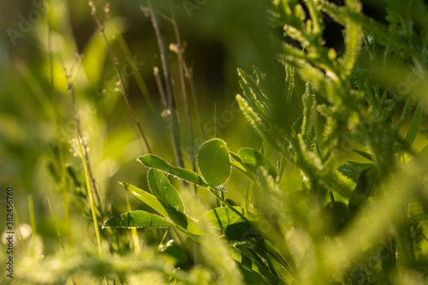 Fototapeta Light through meadow grasses