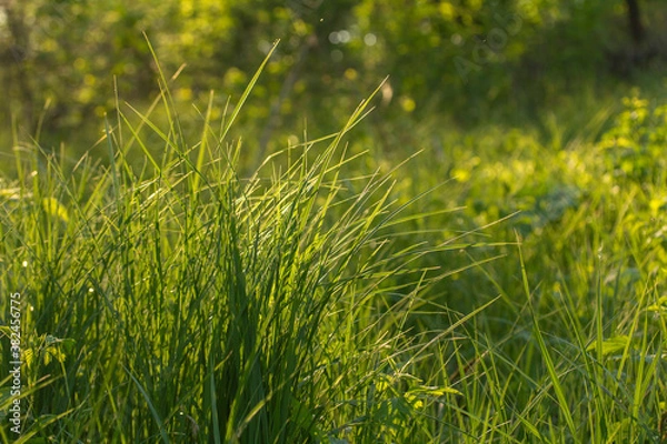 Fototapeta Distempered grasses