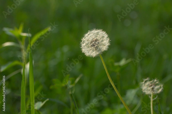 Fototapeta Dandelion and small spider