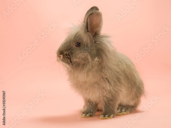 Fototapeta Hase 33434