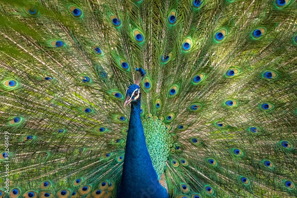 Fototapeta Peacock